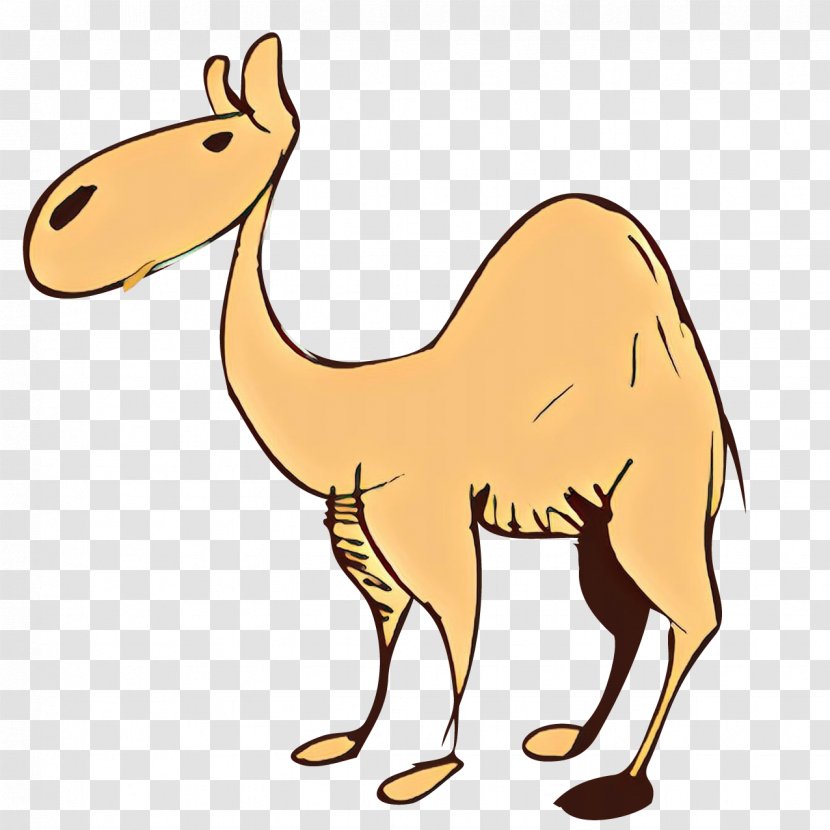 Dromedary Desert Cartoon Animal Clip Art - Camelid Transparent PNG