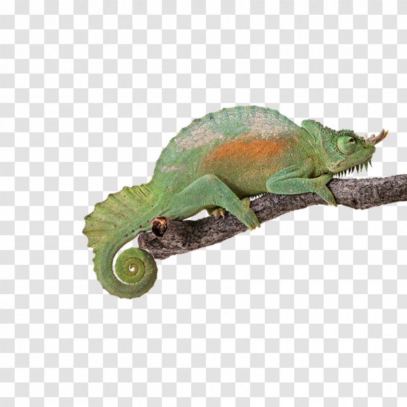Reptile Chameleons Turtle Lizard Light - Heart - Green Chameleon Transparent PNG