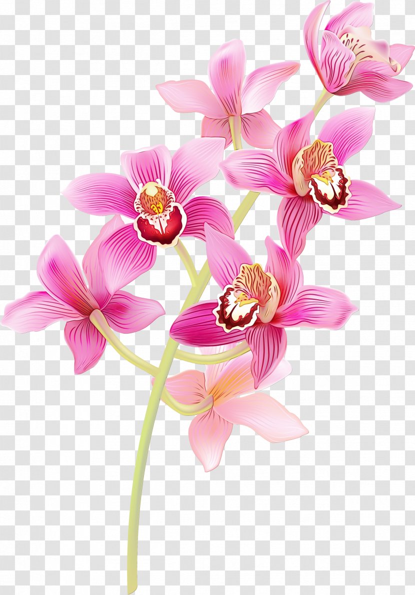 Flower Flowering Plant Moth Orchid Pink Petal Transparent PNG