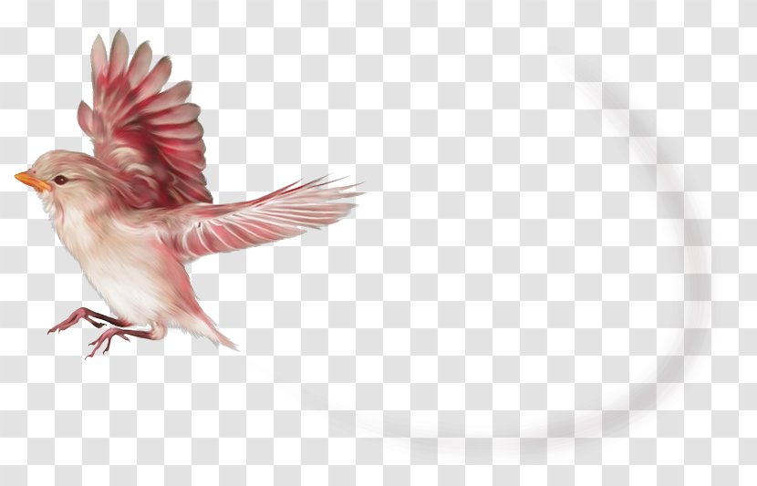 Bird Beak Clip Art Image - Wing Transparent PNG