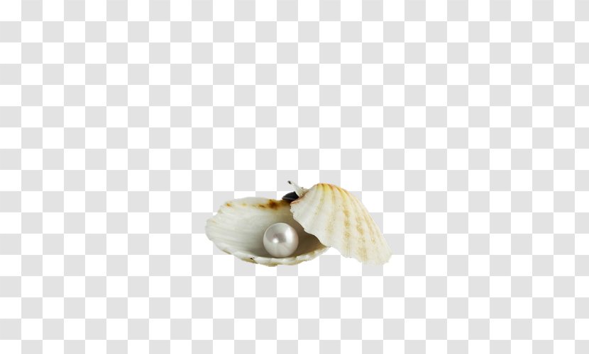 Seashell Margarita Pearl Scallop - Shell Transparent PNG