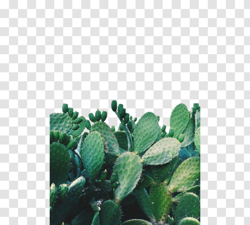 Arizona Cactus Garden Cactaceae Succulent Plant Prickly Pear - Nopal - Decorative Transparent PNG