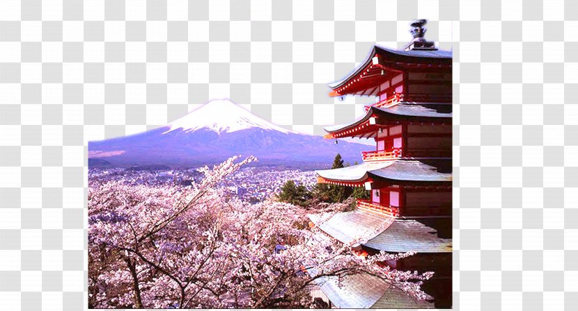 Yamanashi Kinkaku-ji Matsumoto Tokyo Arakurayama Sengen Park - Flower - Red Beautiful Cherry Blossom Festival Mount Fuji Transparent PNG