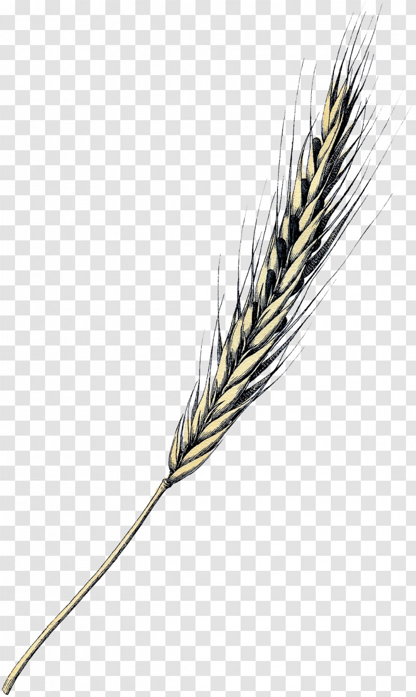 Emmer Einkorn Wheat Grasses Grain Painting - Grass Family Transparent PNG