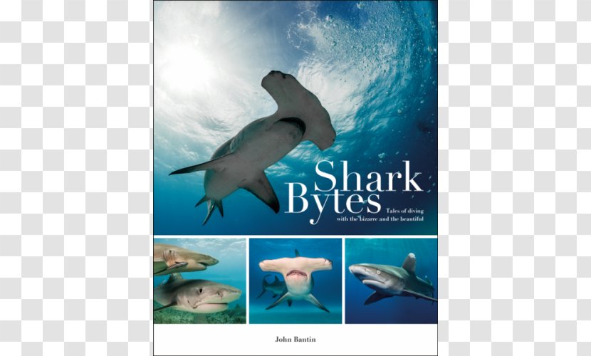 Shark Bytes: Tales Of Diving With The Bizarre And Beautiful Common Bottlenose Dolphin Amazing Stories: Incredible From Deep Beneath Sea Wholphin - Marine Mammal Transparent PNG