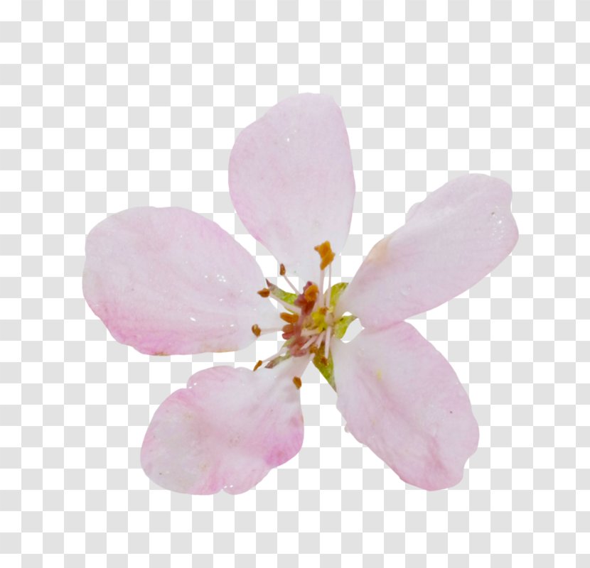 Cherry Blossom Pink M ST.AU.150 MIN.V.UNC.NR AD - Rtv Transparent PNG