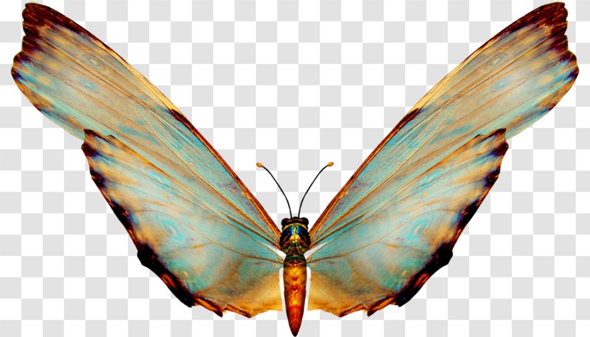 Butterfly Adobe Photoshop Psd Clip Art - Wing Transparent PNG
