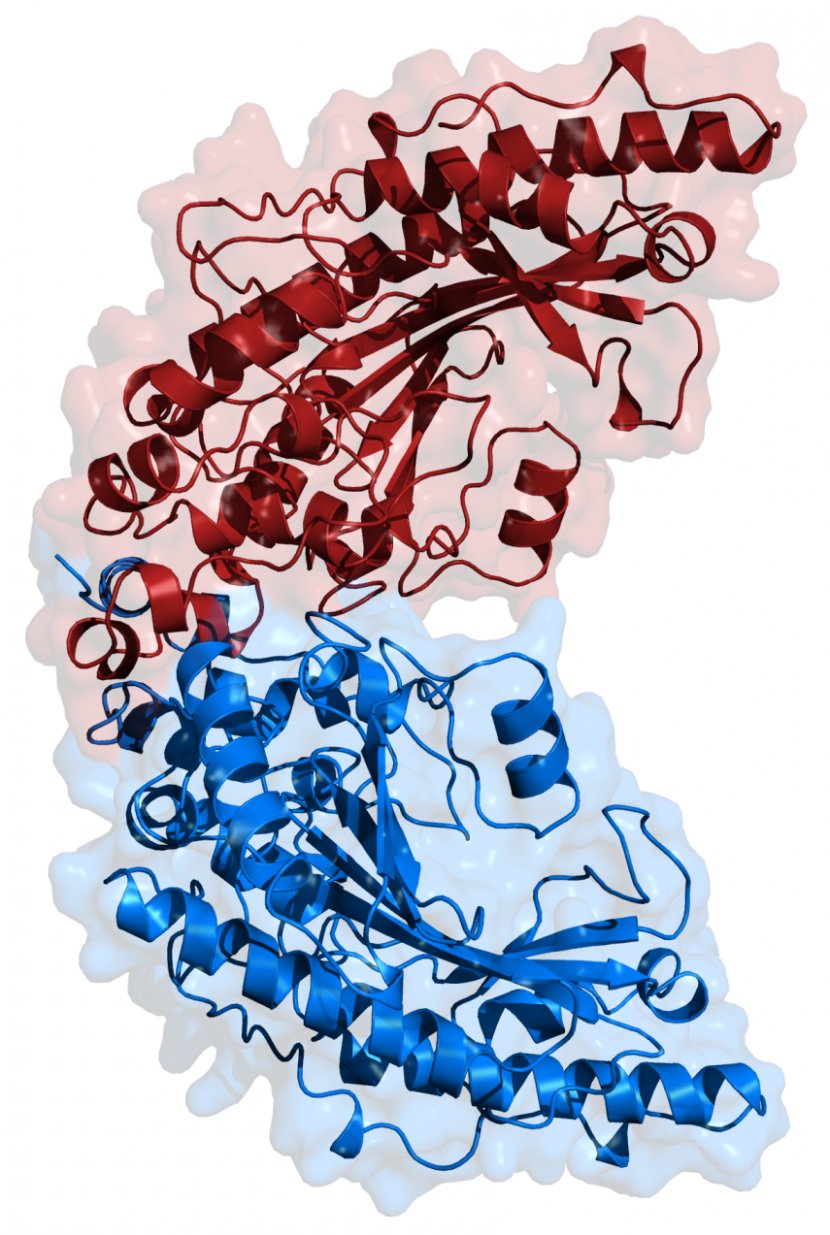 Creatine Kinase Creatinine Adenosine Triphosphate - Cartoon - Brain Transparent PNG
