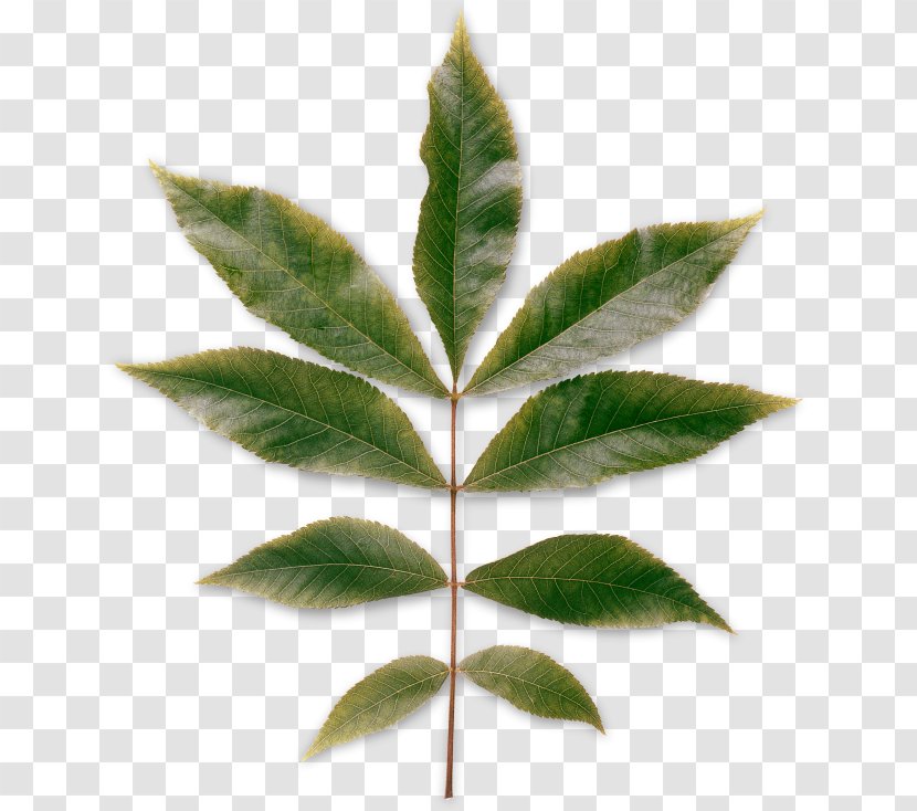 Leaf Carya Cordiformis Pinnation Plant Deciduous - Stem - Leaves Transparent PNG