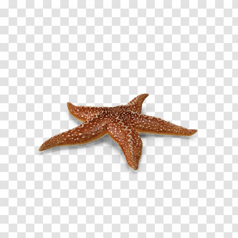 Starfish Callopatiria Granifera - Sea - Marine Life Transparent PNG