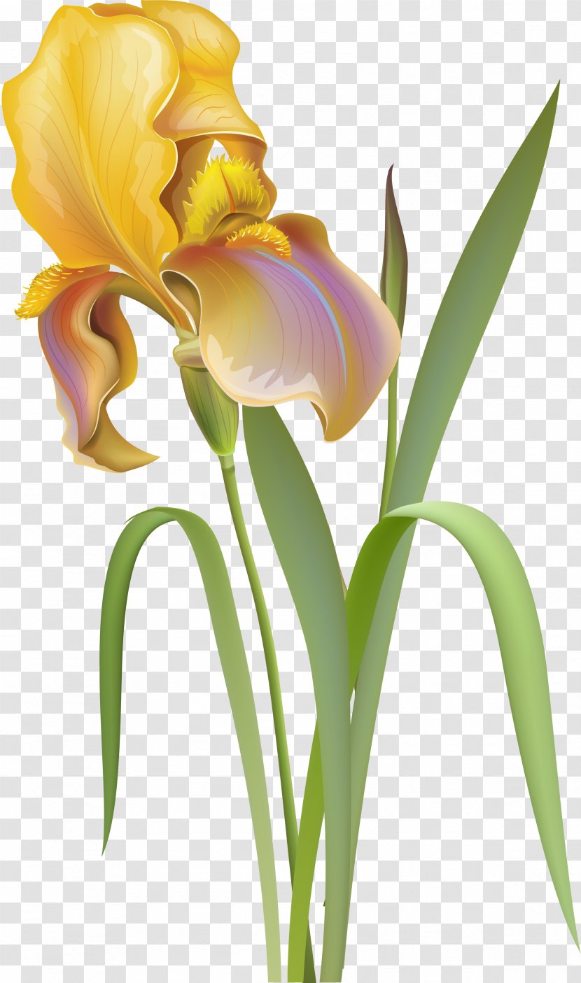 Flower Irises Desktop Wallpaper Clip Art - Dahlia - Lilly Transparent PNG