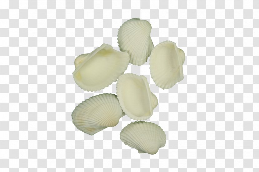 Seashell Ark Clam - Frame Transparent PNG