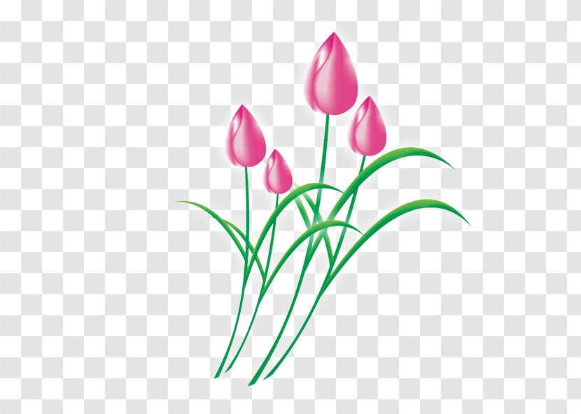 Tulip Download Flower Clip Art - Arranging - Tulips Fragrance Transparent PNG