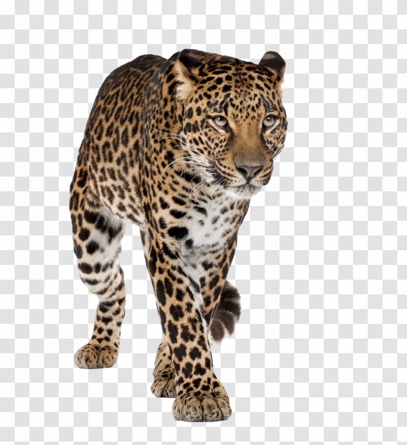 Pretoria Johannesburg Rosslyn, Gauteng Dawn Park COSMOPOLITAN PROJECTS - Jaguar - Leopard Transparent PNG