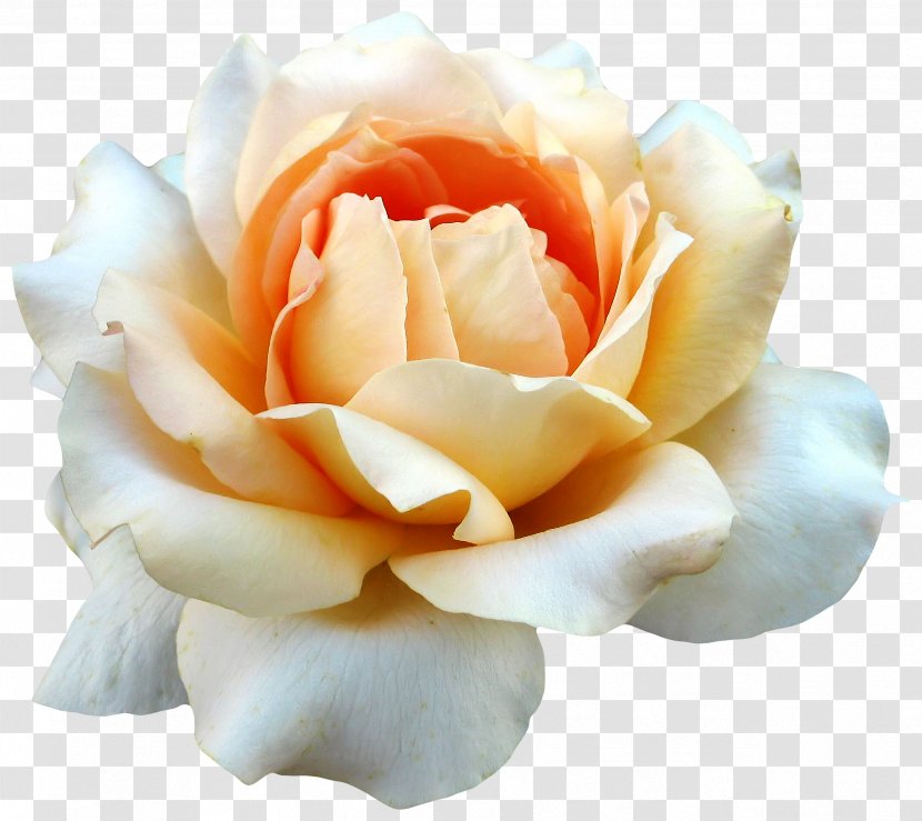 Flower Bouquet Garden Roses Hybrid Tea Rose Rosa Gallica - Peach - Mystique Transparent PNG