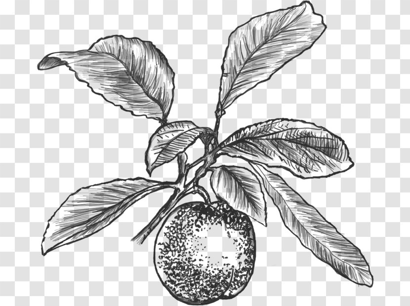 Fruit Common Plum Agen Drawing - Prunus Transparent PNG