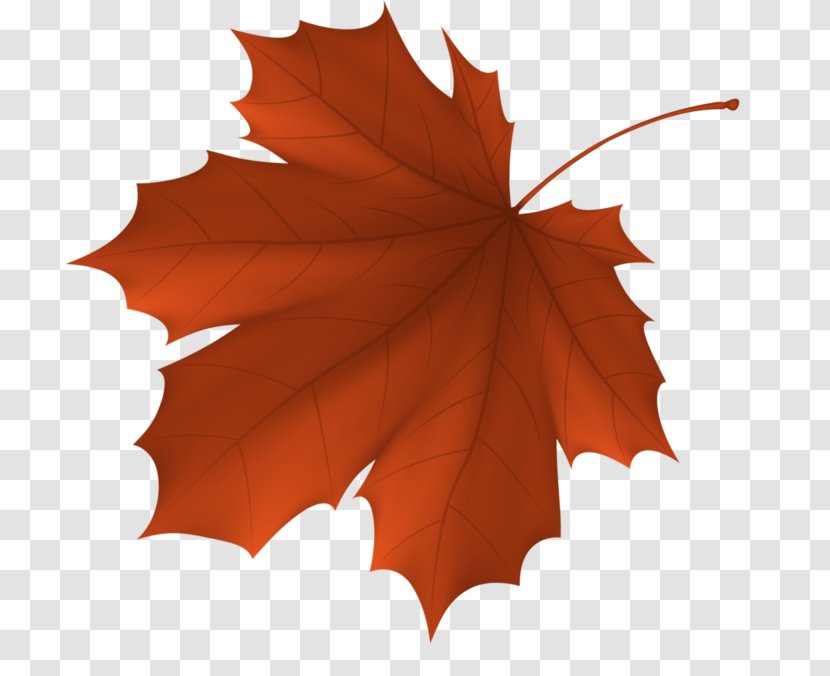 Autumn Leaf Color Maple Transparent PNG