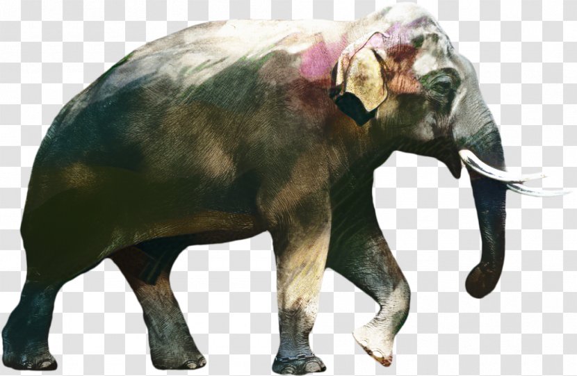 African Bush Elephant Indian Image - Terrestrial Animal - Figure Transparent PNG