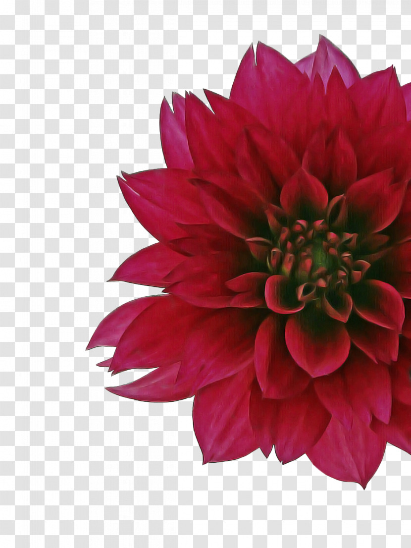 Dahlia Cut Flowers Petal Chrysanthemum Flower Transparent PNG