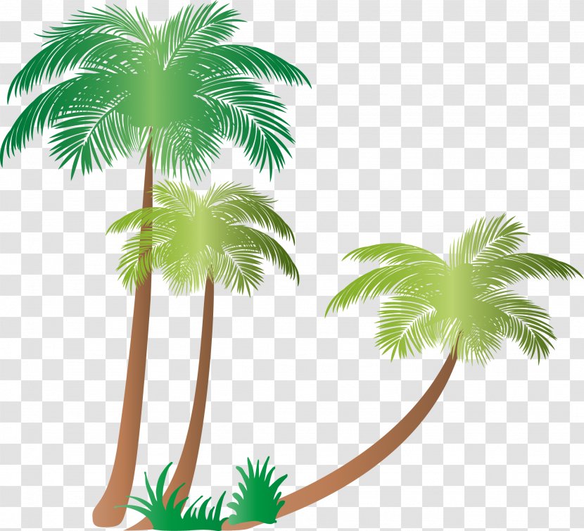 Arecaceae Tree Coconut Plant Clip Art - Arecales - Palms Transparent PNG
