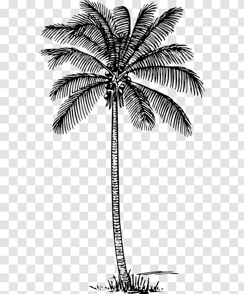 Arecaceae Coconut Wall Decal Tree - Printing - File Transparent PNG