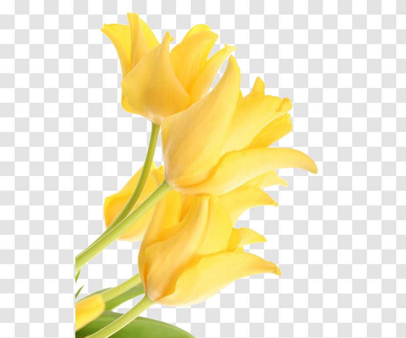 Yellow Tulip Clip Art - Floral Design - Tulips Transparent PNG