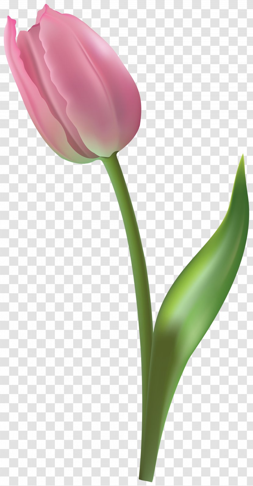 Flower Tulip Petal Plant Pedicel - Stem - Bud Transparent PNG