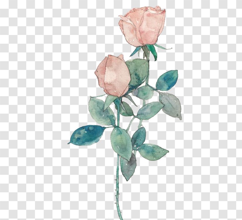 Garden Roses Centifolia Rosa Chinensis Beach Rose - Watercolor Flowers Transparent PNG