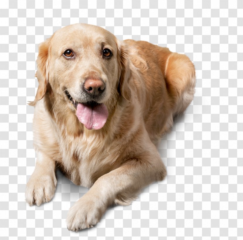 Golden Retriever Labrador Pet Cat Companion Dog - Puppy Pals Transparent PNG