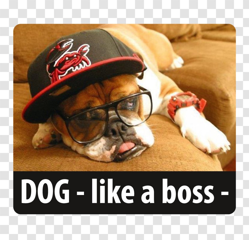 Bulldog Pug Puppy Hipster Puppies Pet - Dog Like Mammal - A Boss Transparent PNG