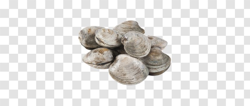 Cockle Clam Oyster Seafood Scallop - Shellfish - Joe Jonas Transparent PNG