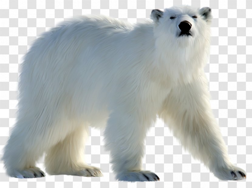 Great Pyrenees Polar Bear Arctic Transparent PNG