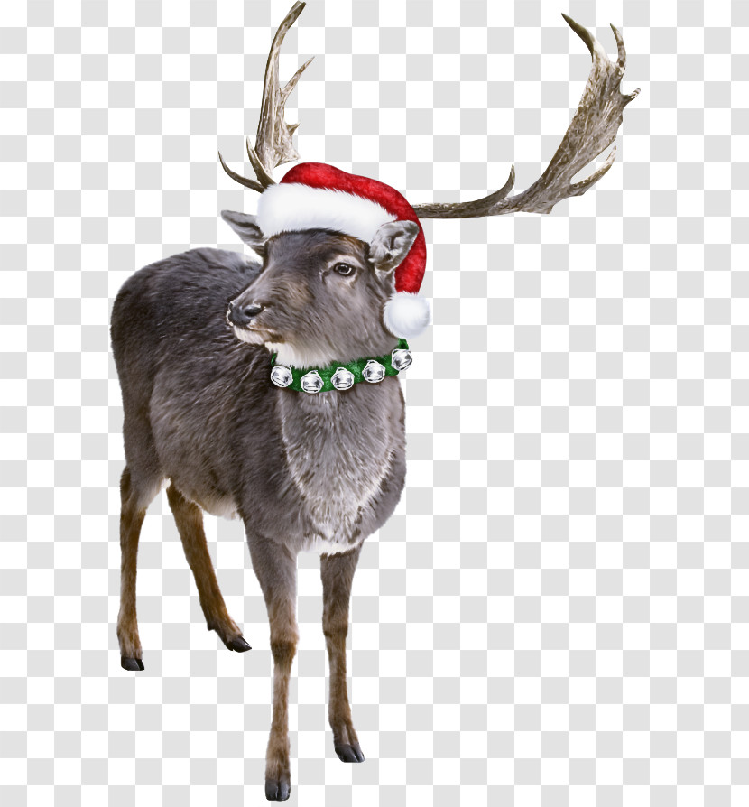 Reindeer Transparent PNG