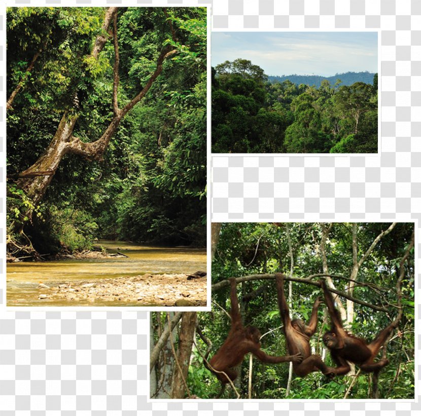 Rainforest Ecosystem Borneo Orangutan Survival Deutschland Old-growth Forest - Jungle Transparent PNG