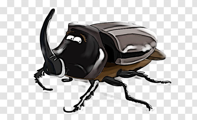 Insect Japanese Rhinoceros Beetle Rhinoceros Beetle Beetle Scarabs Transparent PNG