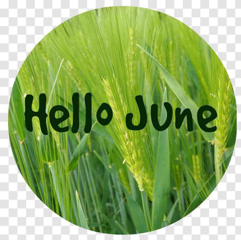 Blog Wheatgrass Photography Game Commodity - Hello June Transparent PNG