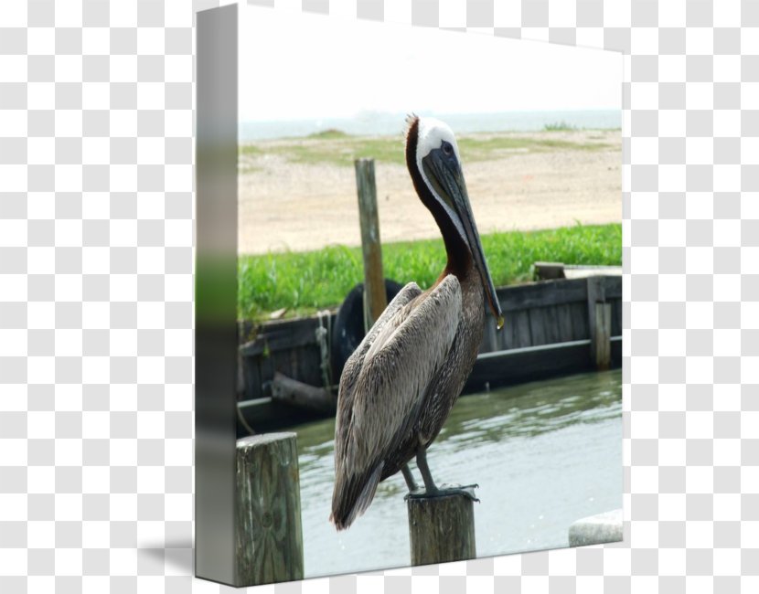 Pelican Products Beak - Seabird Transparent PNG