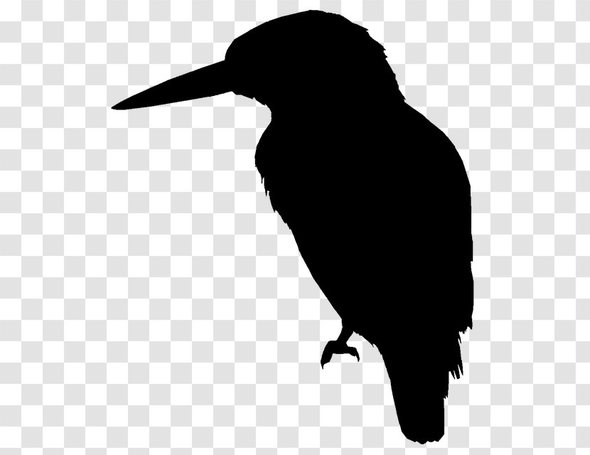 Bird Silhouette - Crow - Stencil Piciformes Transparent PNG