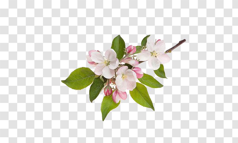 Apple Flower - Blossom - Pink Transparent PNG