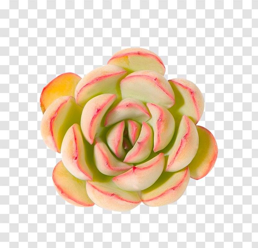 Plant Leaves Succulent - Peach - Plants Transparent PNG