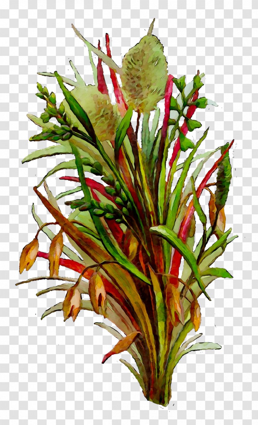 Floral Design Cut Flowers Plant Stem - Flowering - Botany Transparent PNG