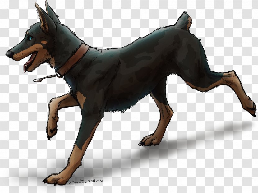 Dobermann Lancashire Heeler Miniature Pinscher German Manchester Terrier - Razas Nativas Vulnerables - Canine Transparent PNG