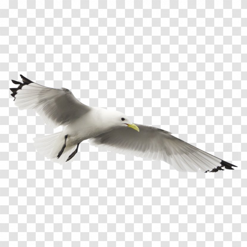 European Herring Gull Sticker Art Wall Decal Bird Transparent PNG