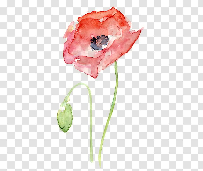 Common Poppy Watercolor Painting Printmaking - Paint - Red Transparent PNG