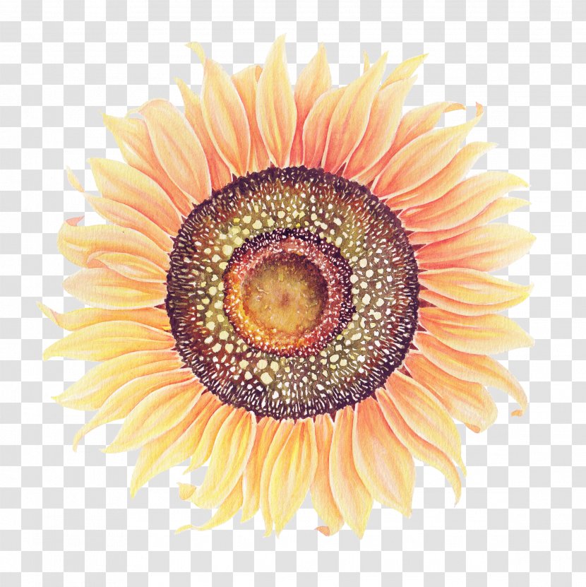 Common Sunflower Watercolor Painting Transparent PNG