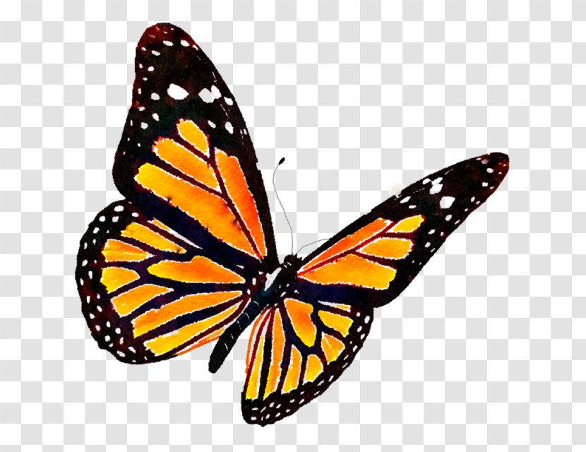 Monarch Butterfly Clip Art - Information - Watercolor Transparent PNG