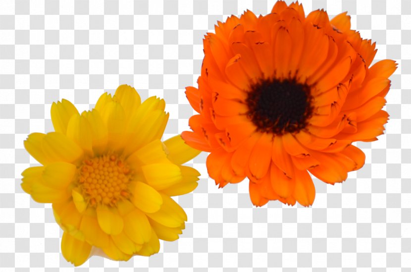 Common Sunflower Cut Flowers Daisy Family Calendula Officinalis - German Chamomile - Herbes Transparent PNG