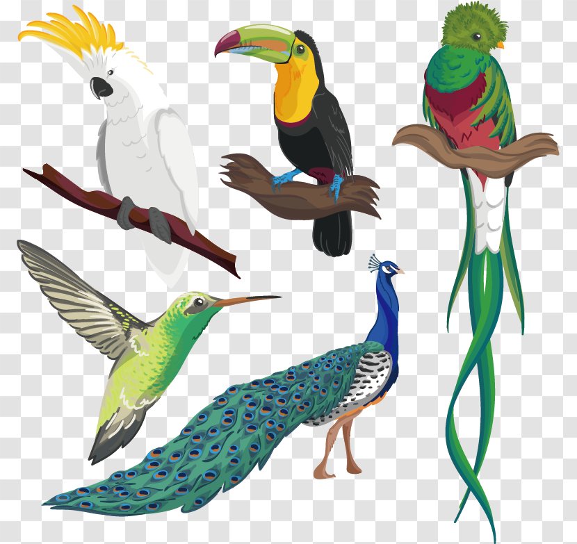 Hummingbird Parrot Drawing - Beak - Cartoon Tropical Bird Transparent PNG