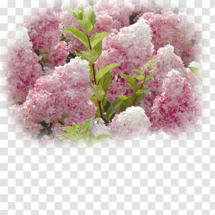 Panicled Hydrangea Flower Seed Garden - Lilac - Flowers Transparent PNG