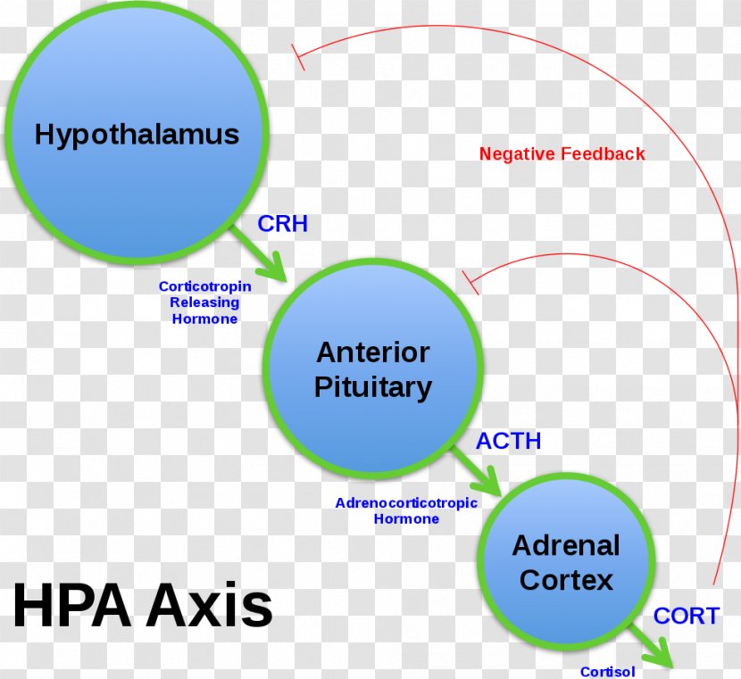 Corticotropin-releasing Hormone Adrenocorticotropic Releasing And Inhibiting Hormones Cortisol Hypothalamic–pituitary–adrenal Axis - Hypothalamus - Gut Brain Transparent PNG